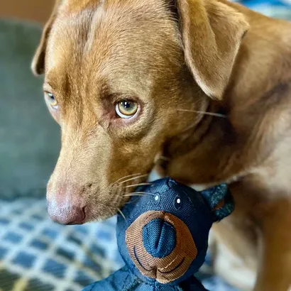 Bearschen | Unzerstörbarer Spielkamerad für starke Kauer