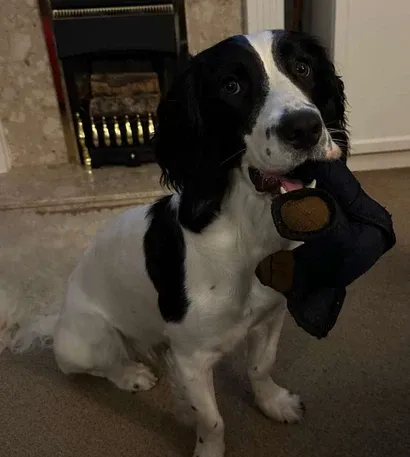 Bearschen | Unzerstörbarer Spielkamerad für starke Kauer