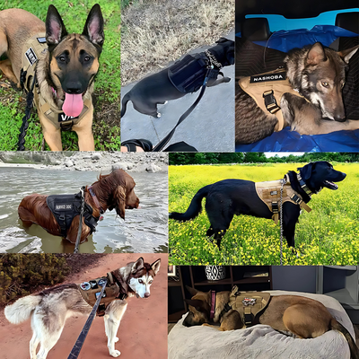 Rex 6-in-1 Hunde-Geschirr- und Leinen-Set | Professionelles Spazier- und Trainingsset für Ihren Hund