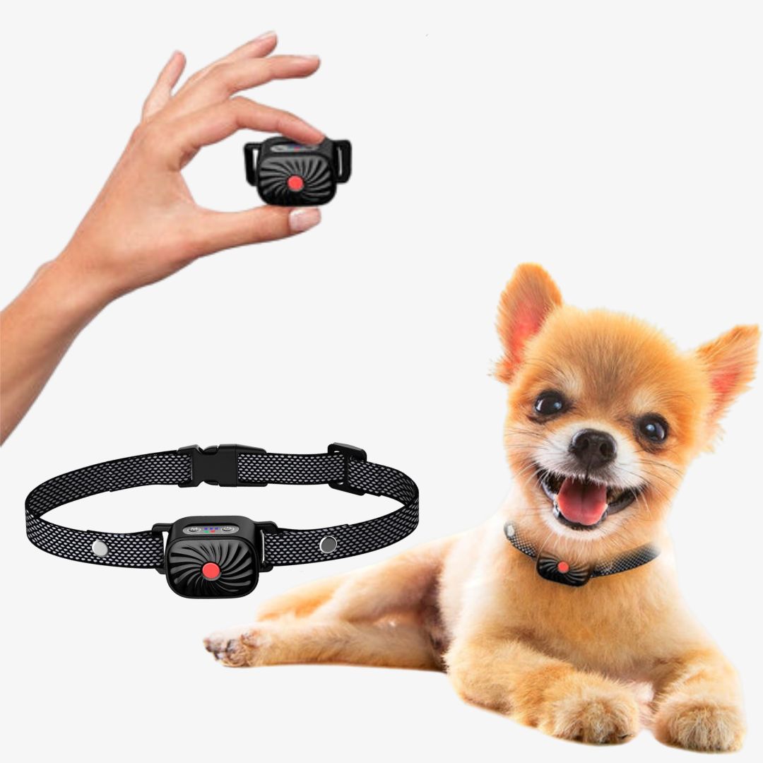 Antibellhalsband für kleine Hunde | Effektive und sichere Lösung gegen Bellen