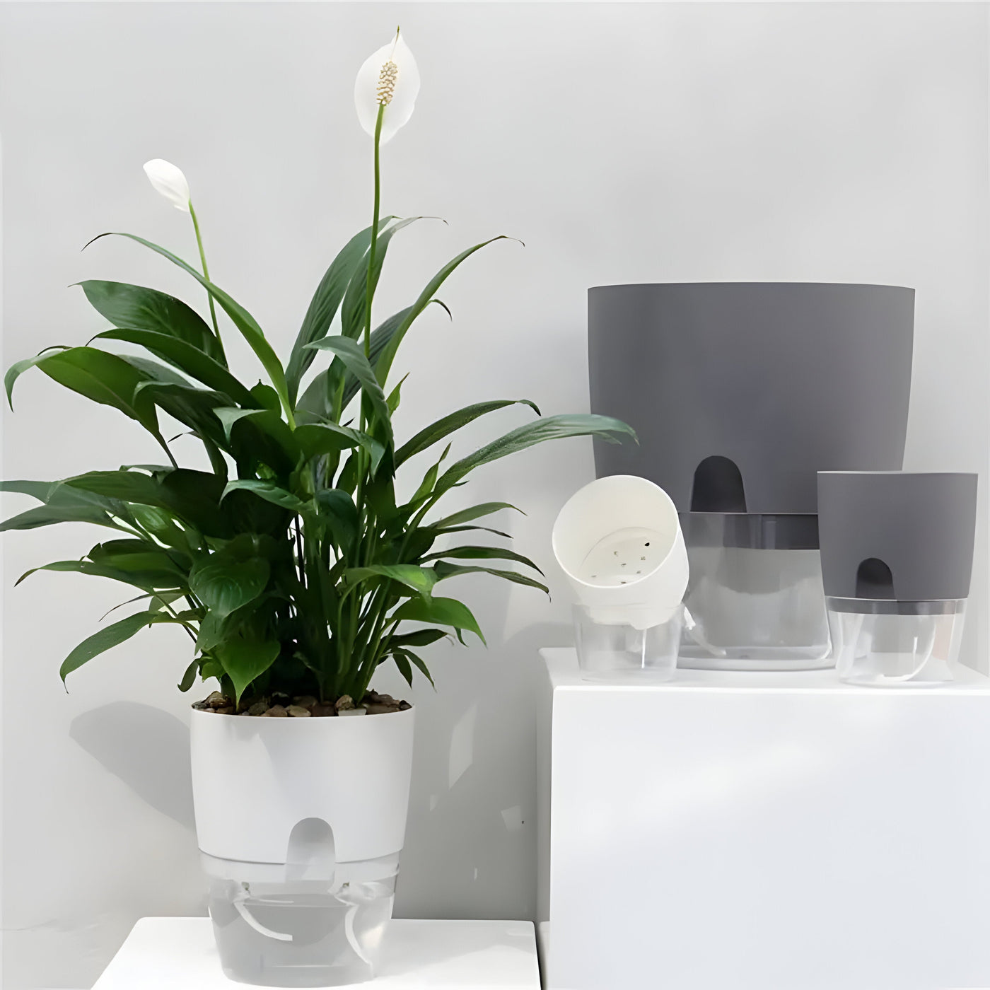 CrystalFlow Topf – Transparenter Selbstbewässernder Blumentopf