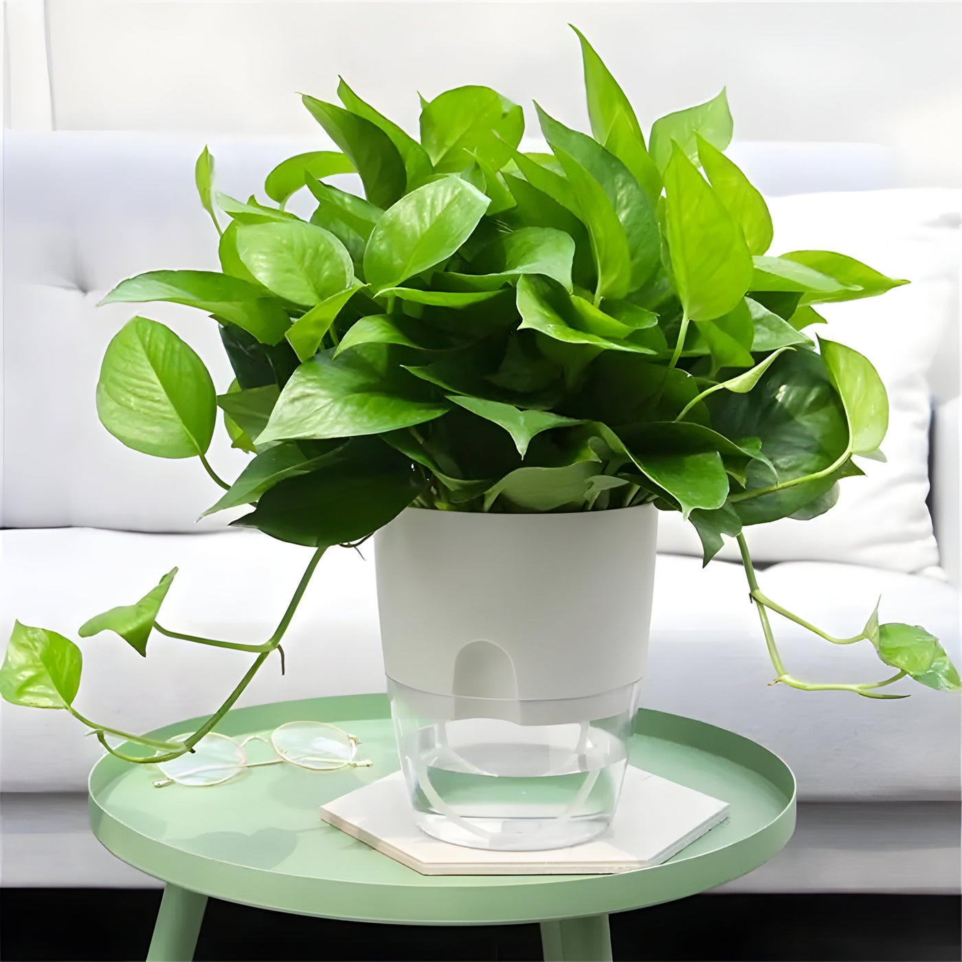 CrystalFlow Topf – Transparenter Selbstbewässernder Blumentopf